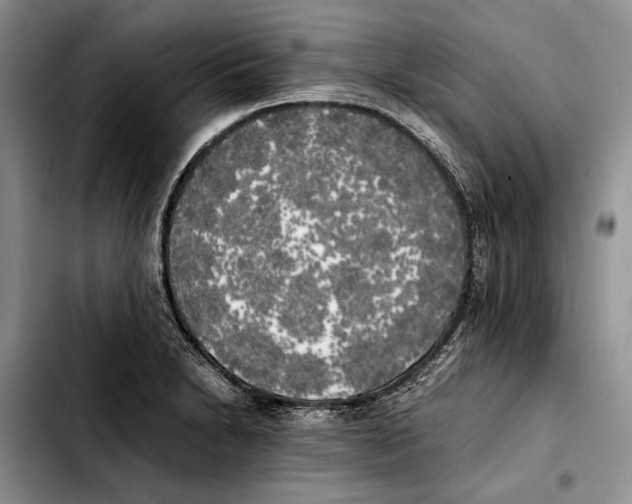 X0000103431230200810101035