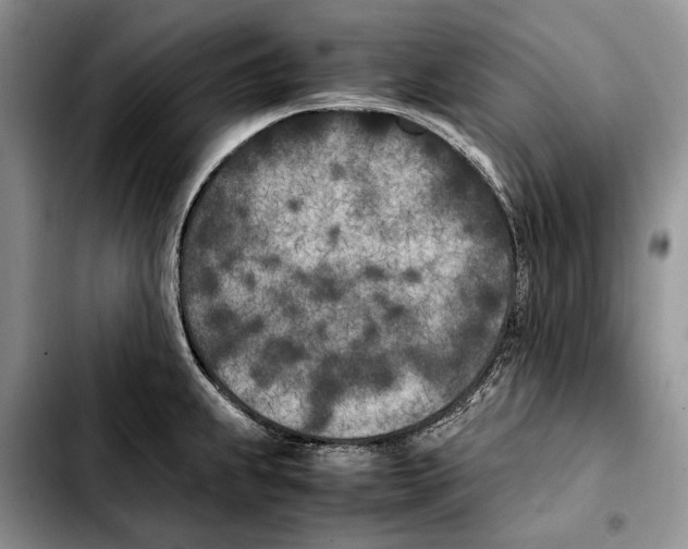 X0000103431239200810101035
