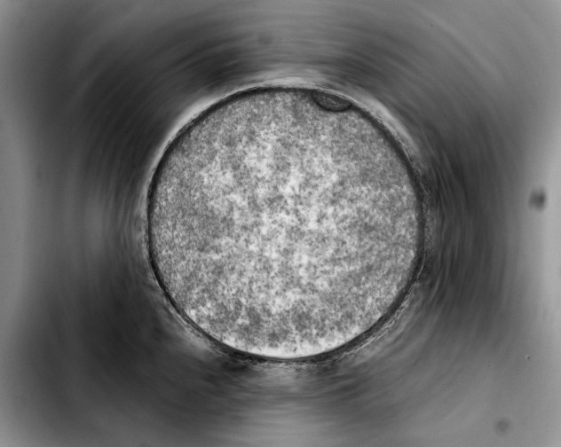 X0000103431240200810101035