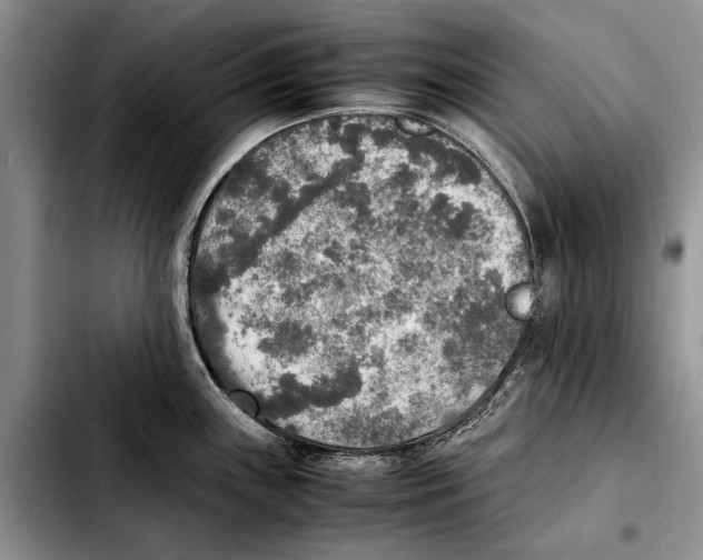X0000103431243200810101035