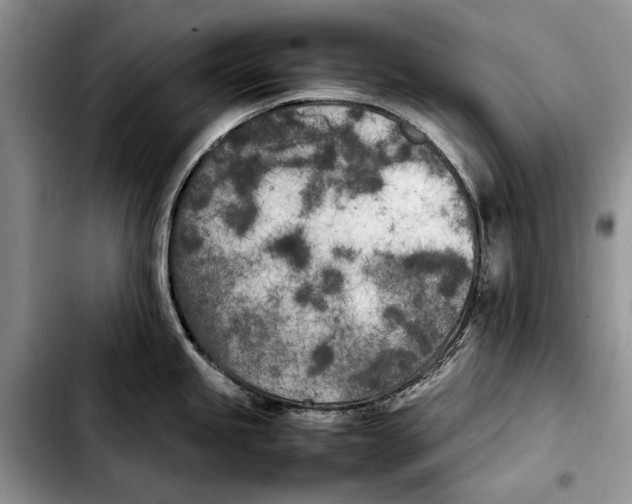 X0000103431245200810101035