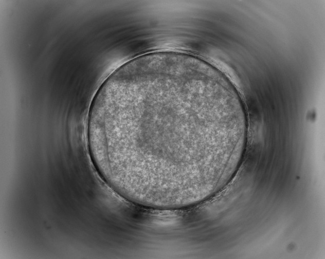 X0000103431338200810101033
