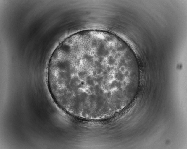 X0000103431383200810101032