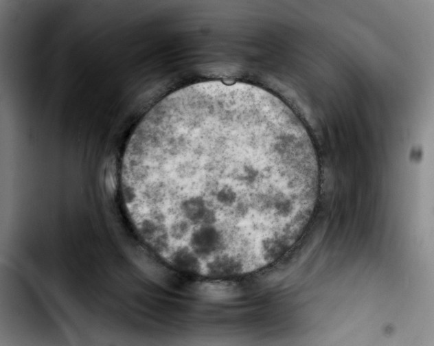 X0000103430069200810241108