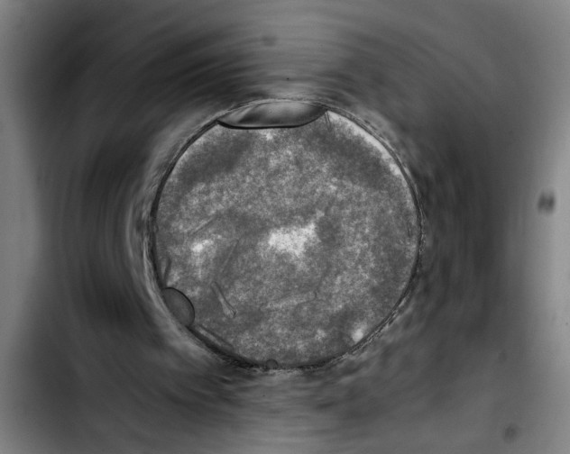 X0000103430097200810241108
