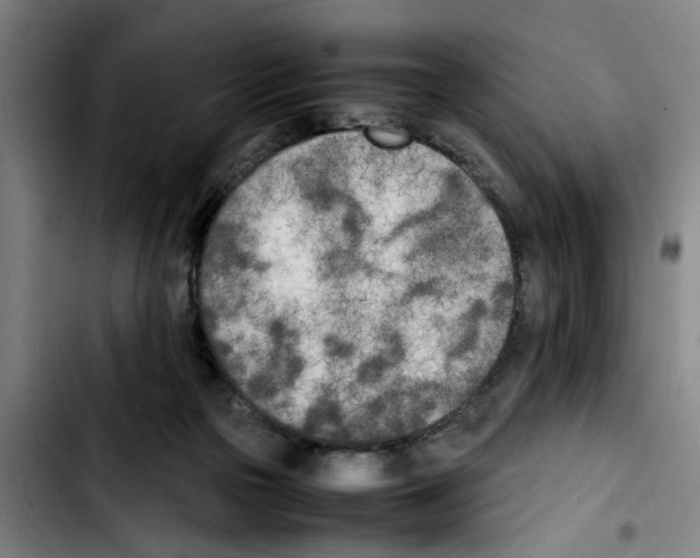 X0000103430169200810241107