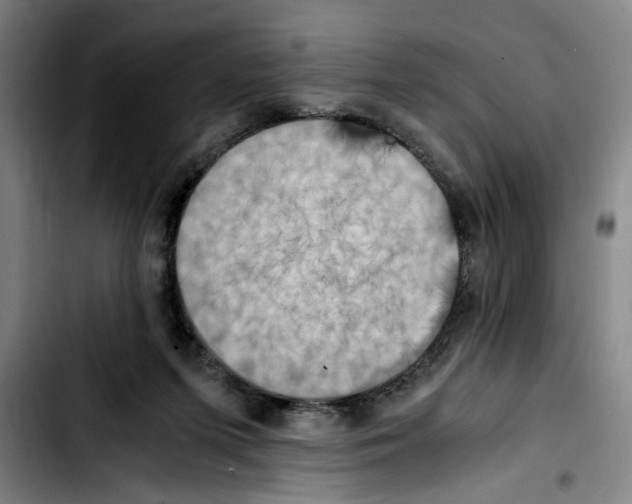 X0000103430215200810241106