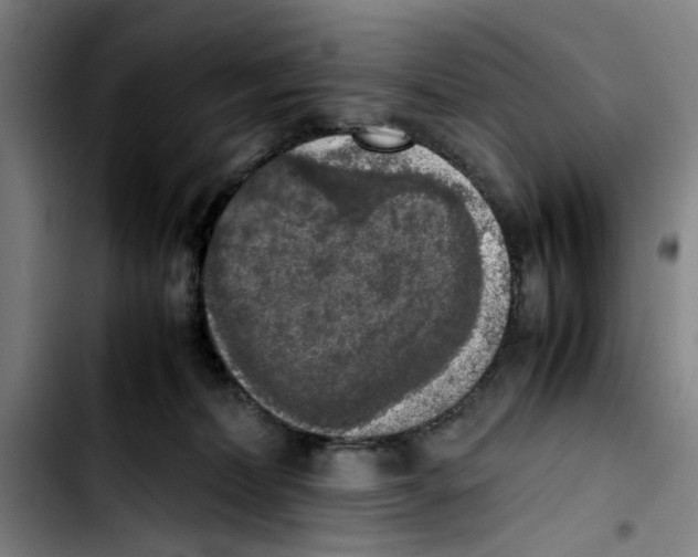 X0000103430228200810241106