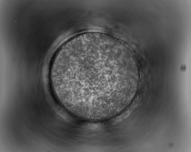 X0000103430247200810241105