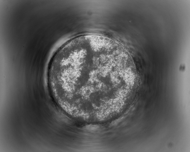 X0000103430294200810241105