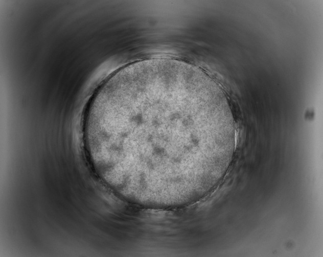 X0000103430339200810241104