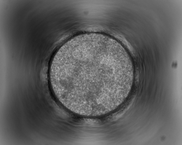 X0000103430585200810241100