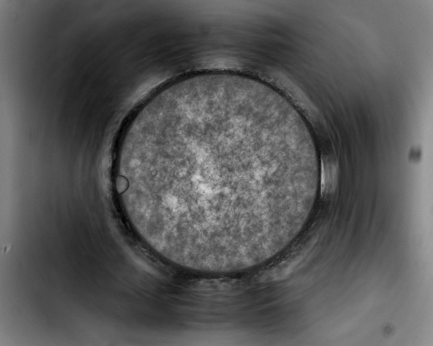 X0000103430627200810241059