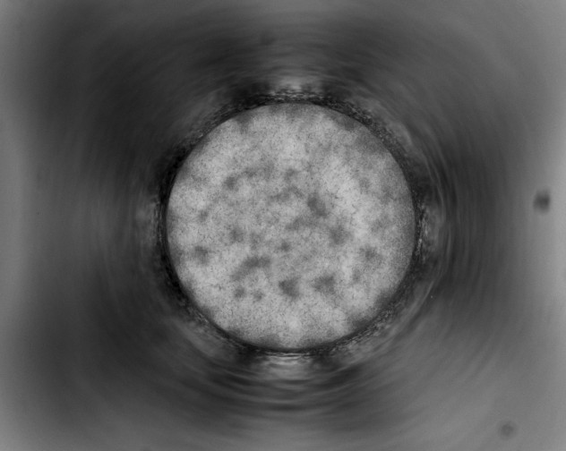 X0000103430659200810241059