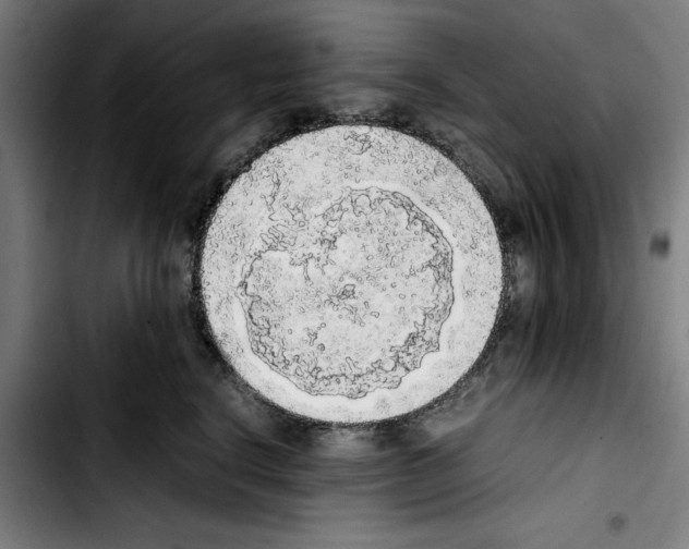 X0000103430664200810241100