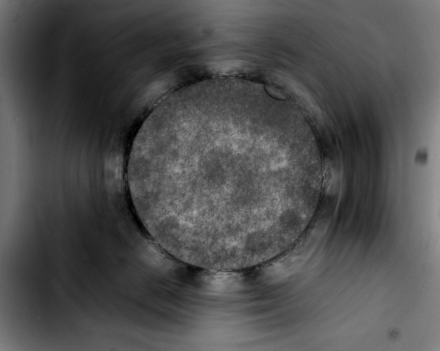 X0000103430670200810241100