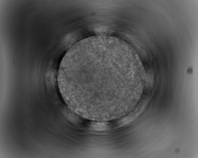 X0000103430671200810241100