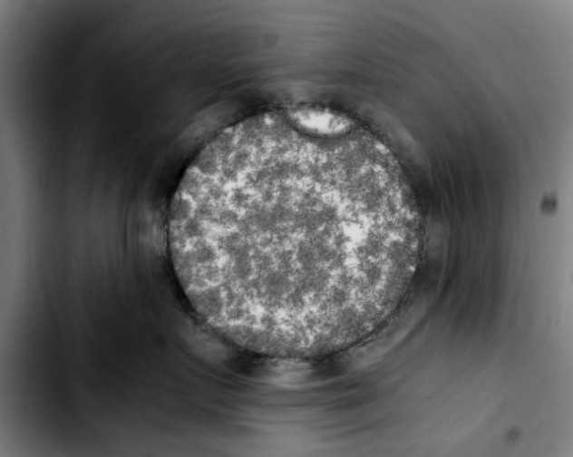 X0000103430719200810241058