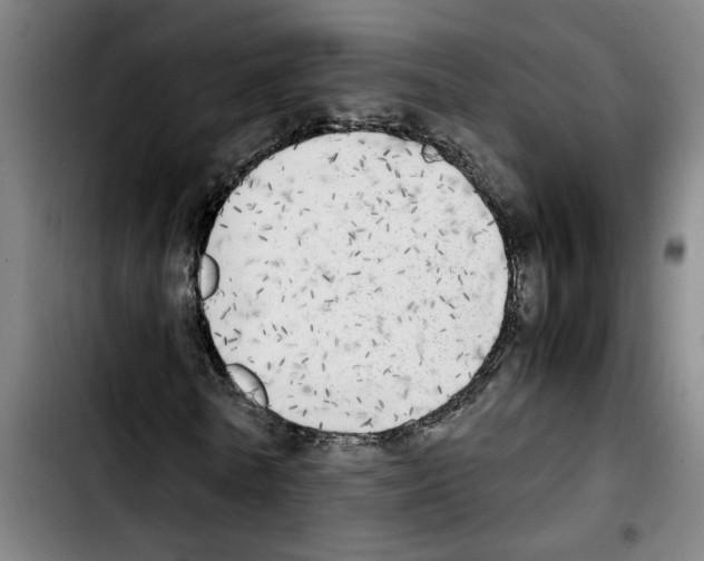 X0000103430770200810241057