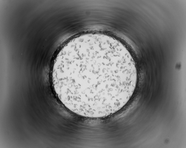 X0000103430778200810241057