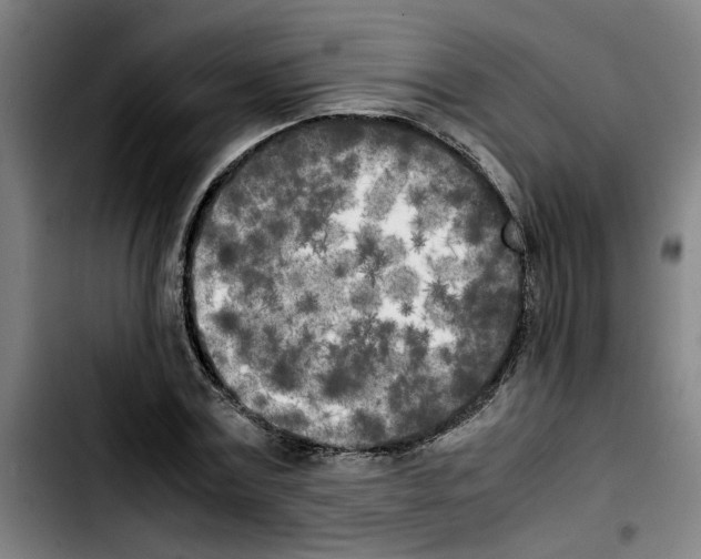 X0000103430779200810241057