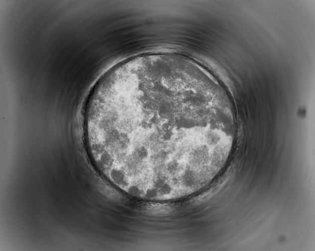 X0000103430835200810241056