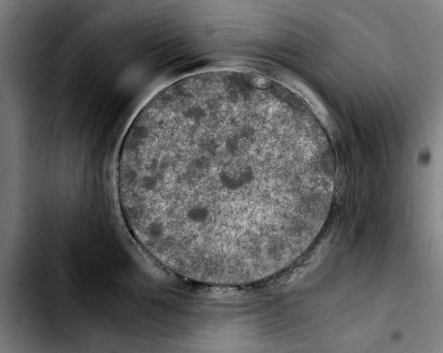 X0000103430907200810241055