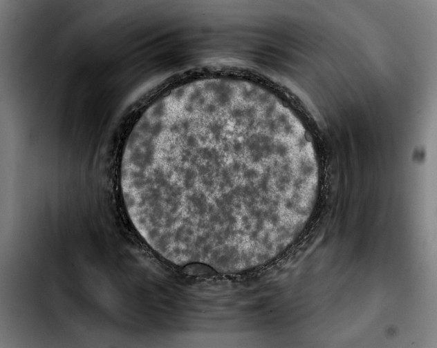 X0000103430919200810241055