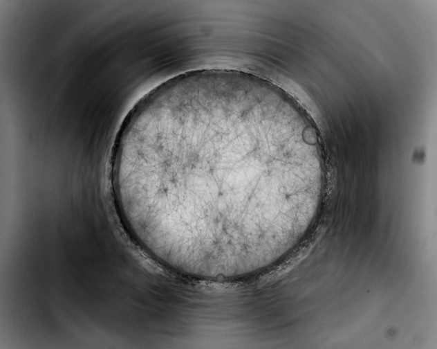 X0000103430928200810241055