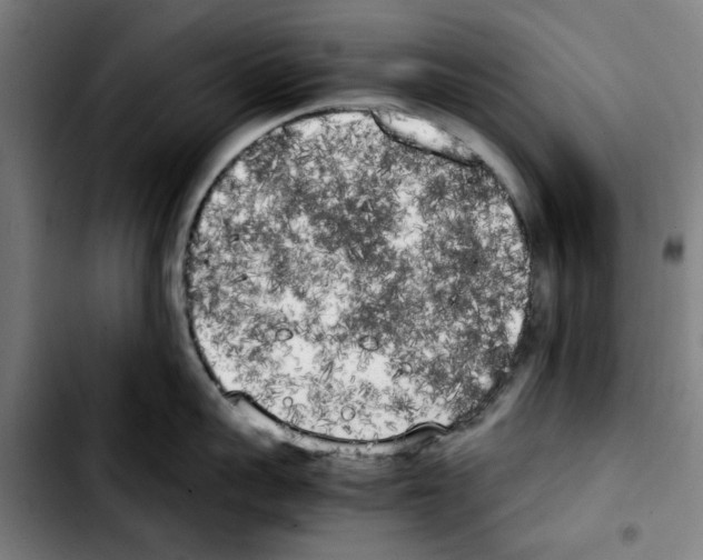 X0000103430959200810241055
