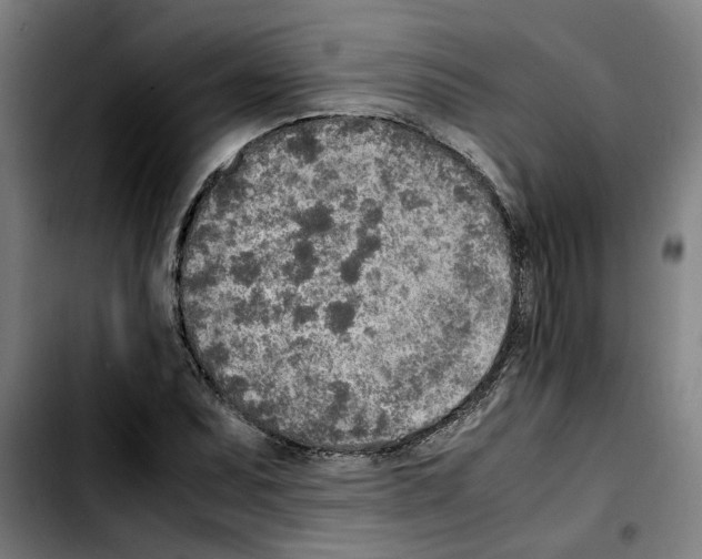 X0000103431071200810241053