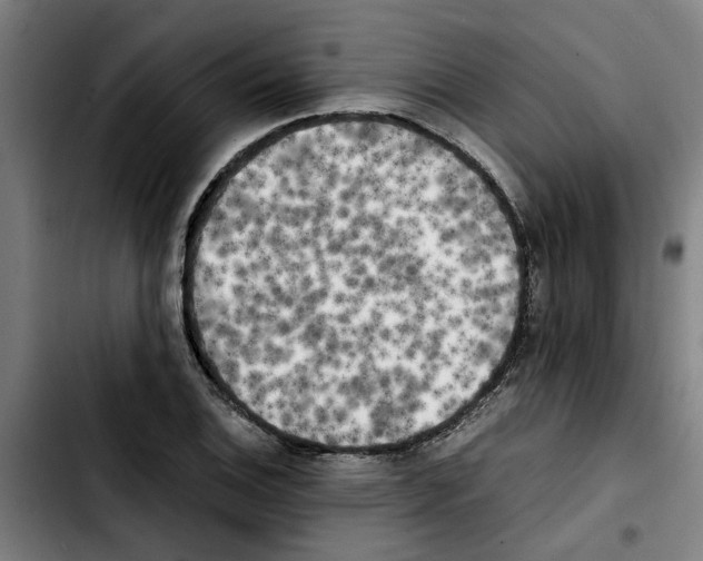 X0000103431124200810241052