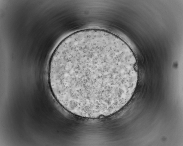 X0000103431148200810241052