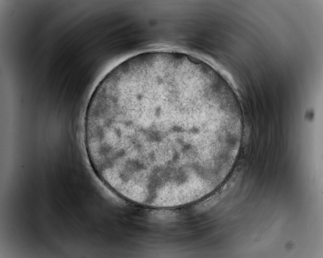 X0000103431239200810241050