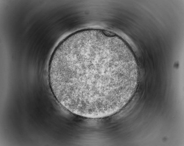 X0000103431240200810241050