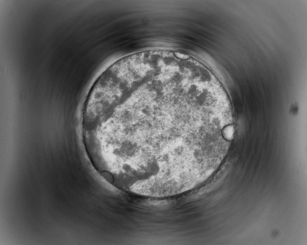 X0000103431243200810241051
