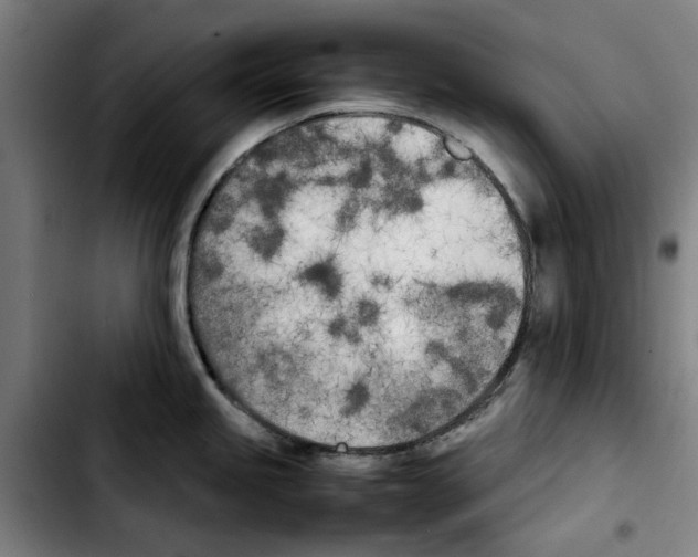 X0000103431245200810241051