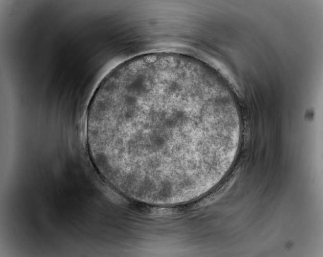 X0000103431275200810241050