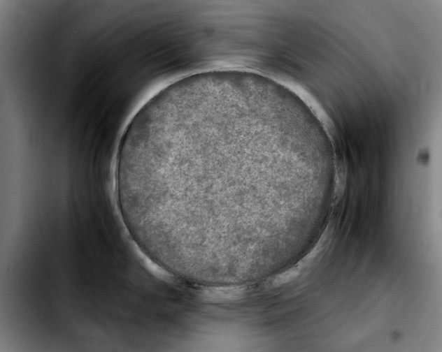 X0000103431294200810241049