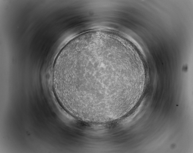 X0000103431338200810241049