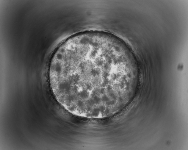 X0000103431359200810241048