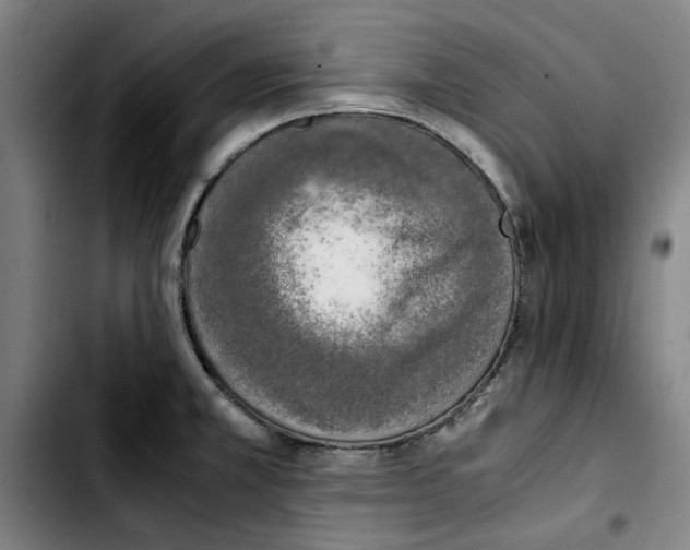 X0000103431381200810241048