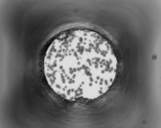 X0000103431496200810241046