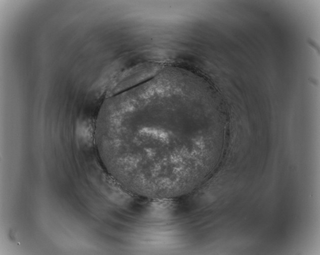 X0000103440720200809191725