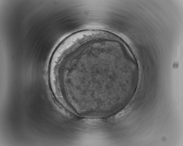 X0000103450864200810031434