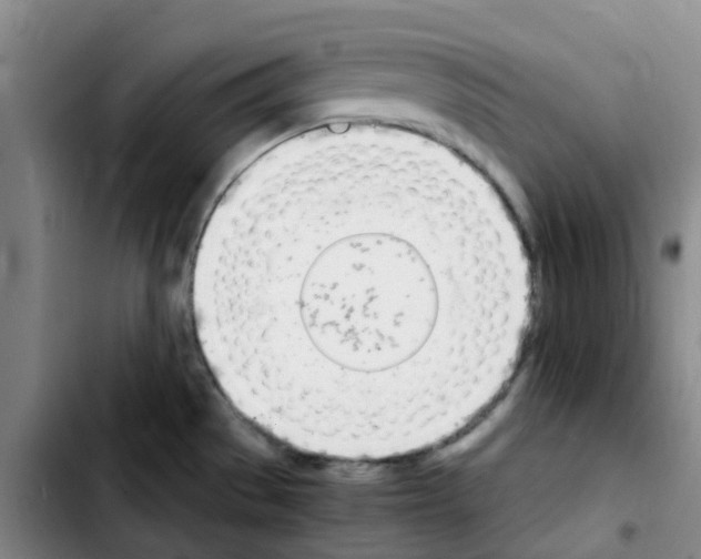 X0000103451529200810241133