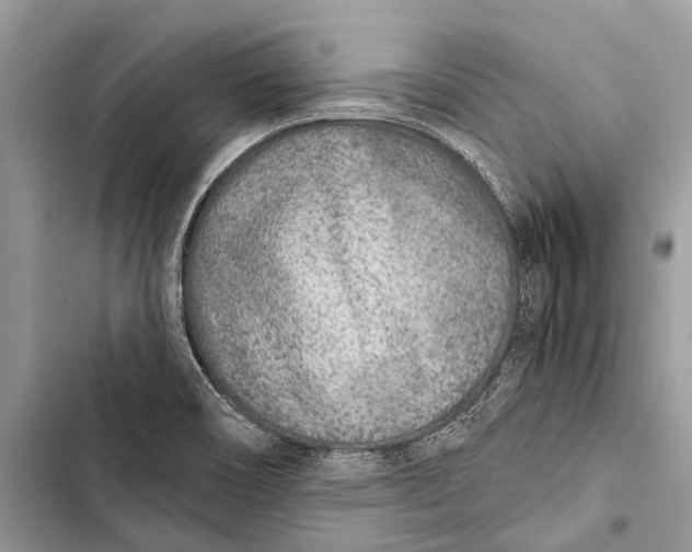 X0000103461466200810031447