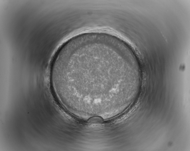 X0000103461506200810031446