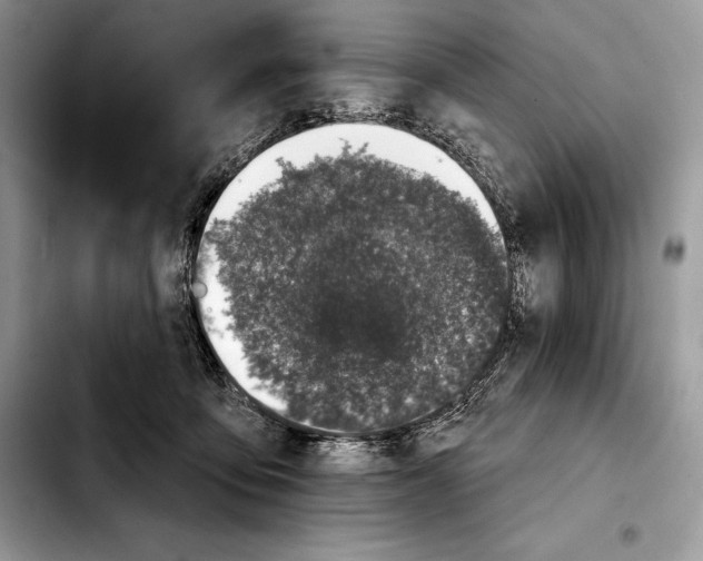 X0000103460419200810101155