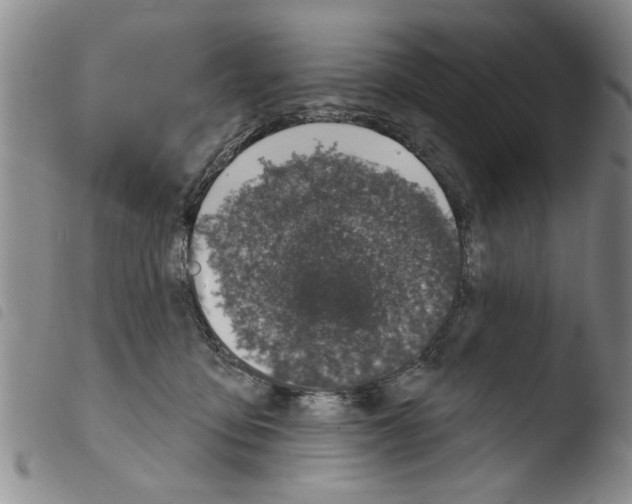 X0000103460419200810240954
